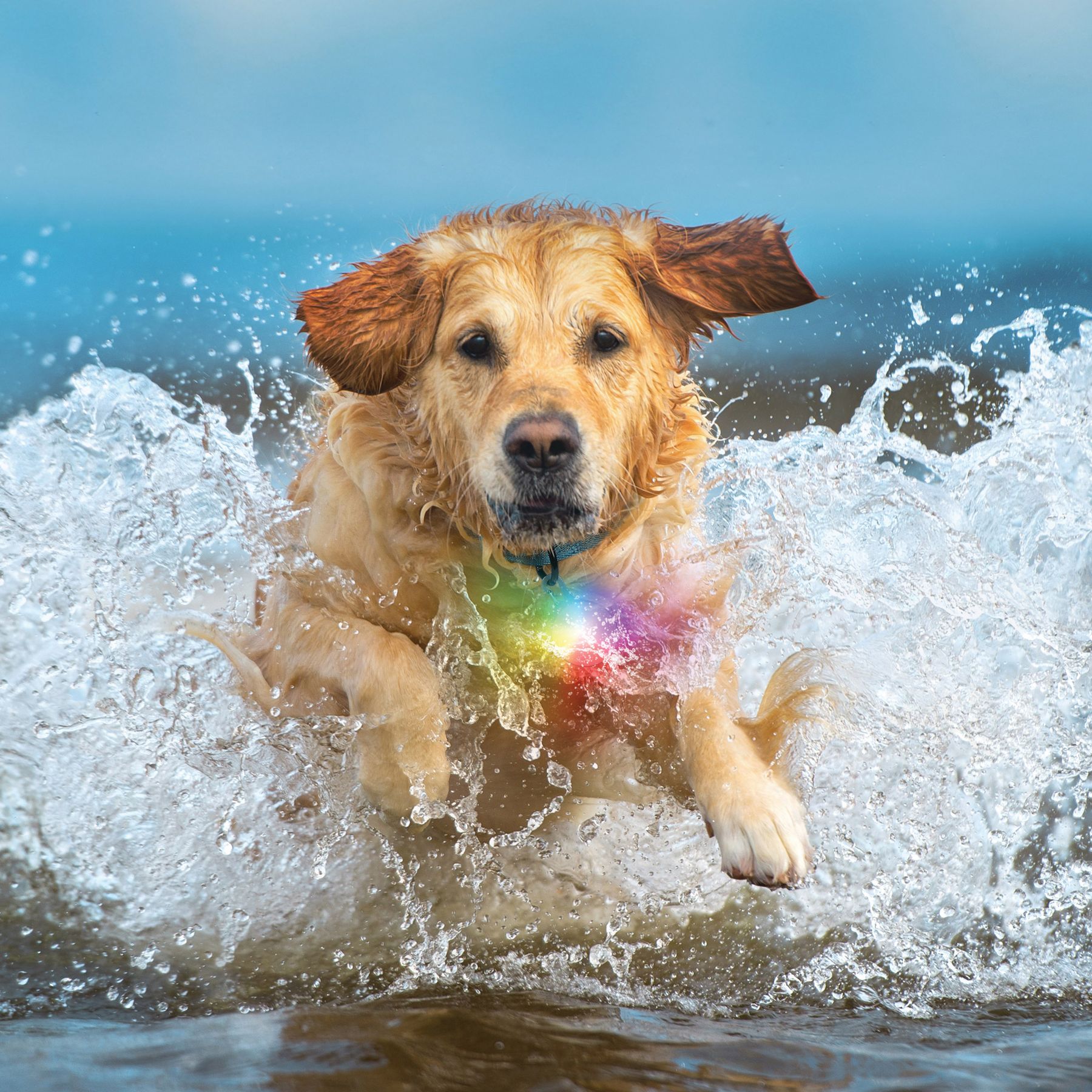 SpotLit® Splash™ Waterproof Rechargeable Collar Light