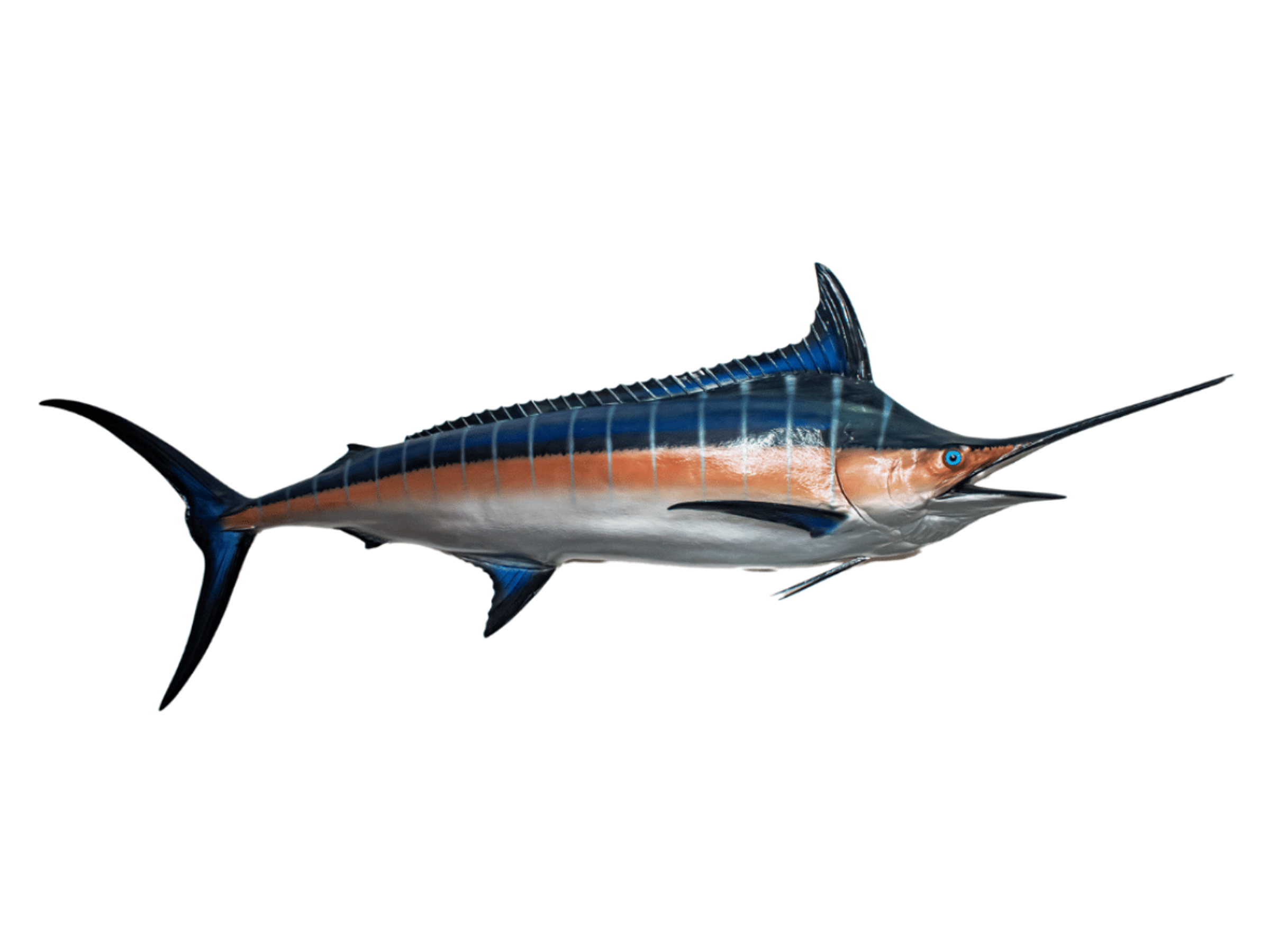 BLUE MARLIN 149 inch