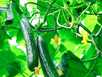 Fresh, Crisp & Certified Organic: New Cucumber Variety at IFPA