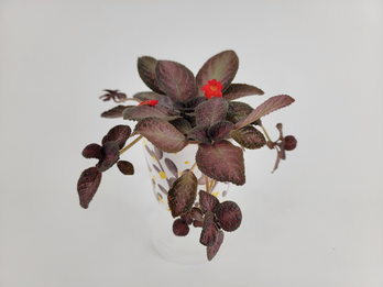 EPESCIA cupreata- Flame Violet