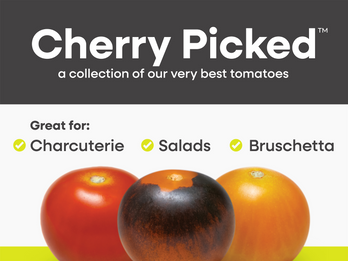 Cherry Picked™: A collection of our very best tomatoes