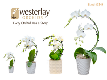 The Westerlay Wave Orchid