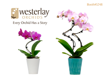 The Westerlay Twist & Pirouette Orchids