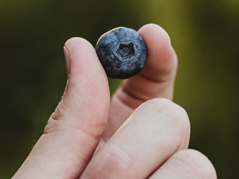 Introducing ICALOV Blueberries