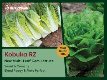 Kobuka RZ: New Multi-Leaf Gem Lettuce