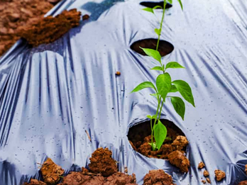 Biodegradable Mulch Film