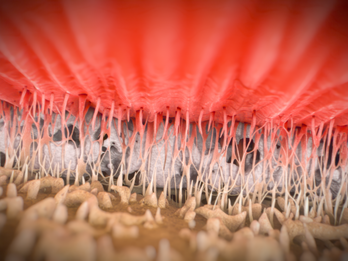 Remodeling of the Tendon-bone interface with ROTIUM
