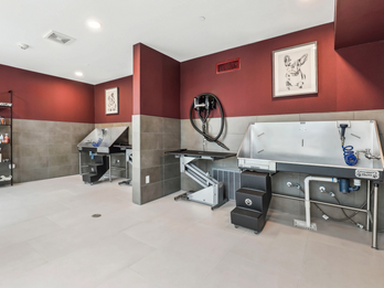Pamper Your Resident Pups with our Grooming Solutions