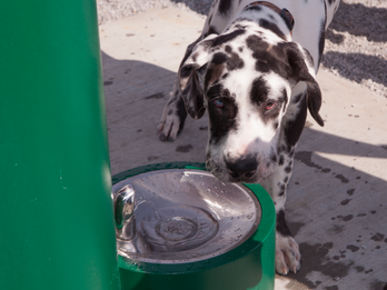 Stocked Water Fountains for Fast & Easy Shipping