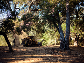 Fuel Break in Progress: Mulching for Wildfire Defense