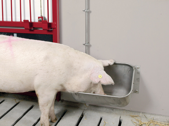 Pig Troughs for Modern Hog Production