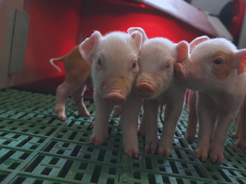 Flooring Systems for Modern Hog Production