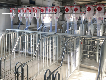 JUMB-O-FINE Gestation Box for Sows