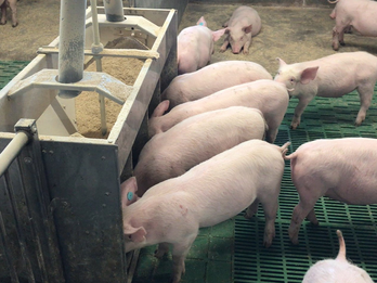 Wet/Dry Feeder for Weaners and Finishers