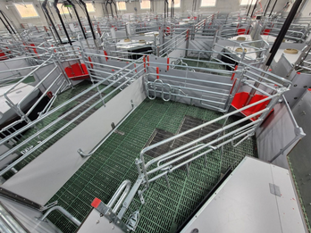 Welsafe Farrowing pen for loose-housed sows