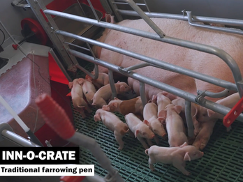 INN-O-CRATE Farrowing Pen
