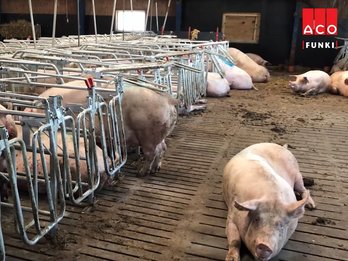 MAG-box for loose-housed sows