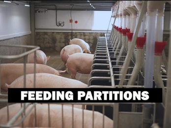 Feeding Partitions for loose-housed sows