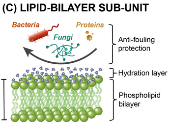 LipoCoat biomicking anti-fouling coating