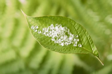 Biopolymers - Polylactic Acid (PLA)