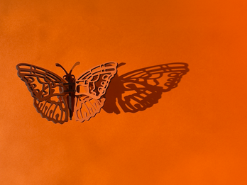 Kamehameha Butterfly (Pulelehua) – HPPA Collaboration