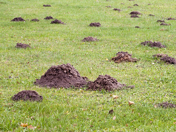 Gophers ruining your landscape