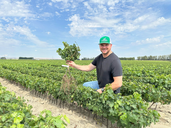 Where the Vineyard Begins