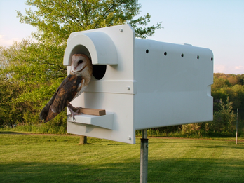 Barn Owl Nest Box-Pole Model